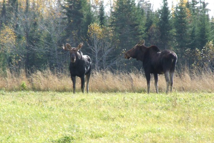 two moose standing in a field in front of a forest