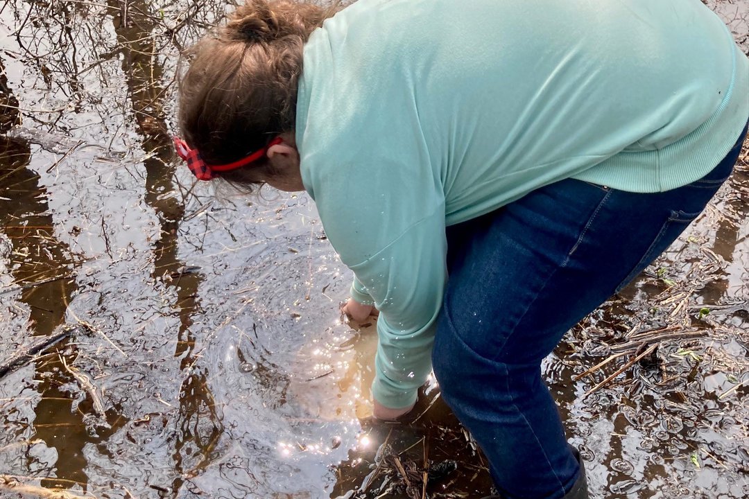 Student fills an ice cube tray with water from a vernal pool during a community science investigation.