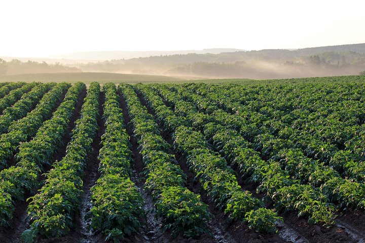 Potato Field